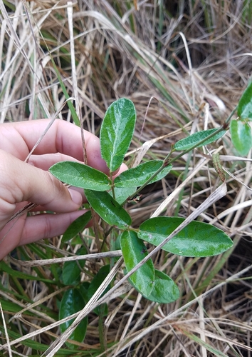 Desmodium incanum (Ironweed) — photo