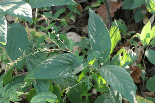 Desmodium lanceolatum — photo