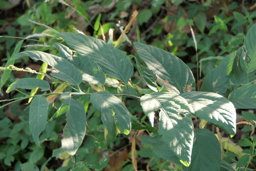 Desmodium lanceolatum — photo
