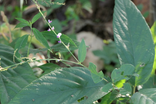Desmodium lanceolatum