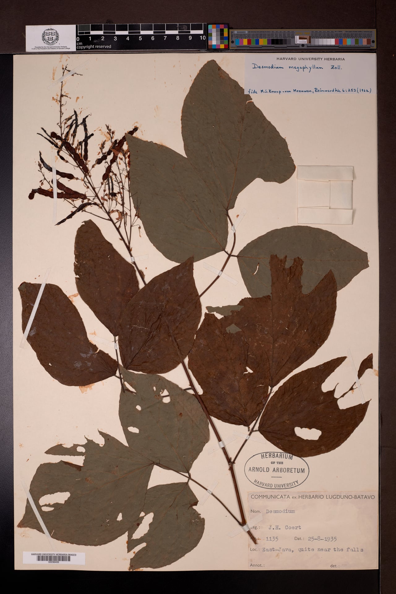 Desmodium megaphyllum var. megaphyllum — photo