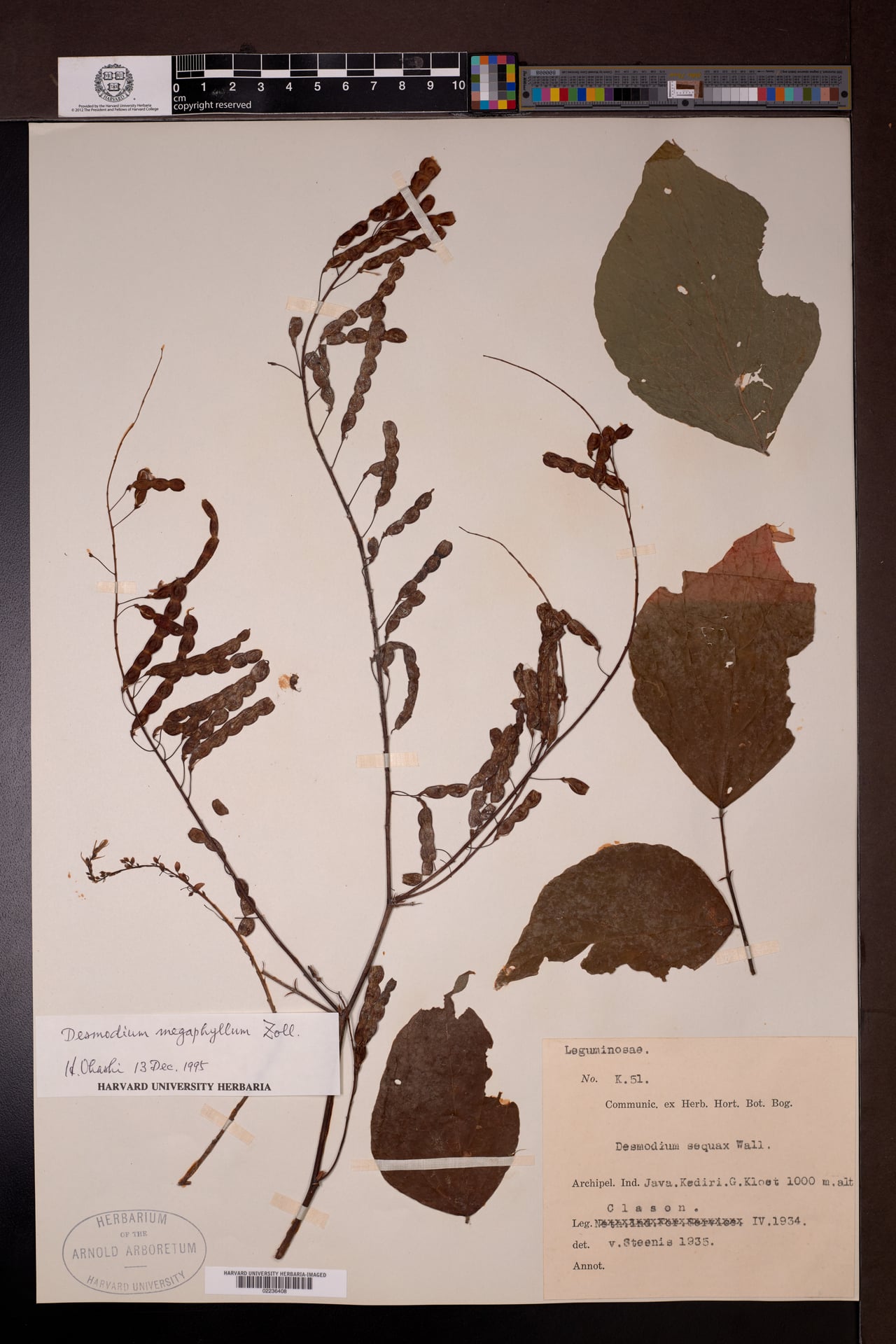Desmodium megaphyllum var. megaphyllum — photo