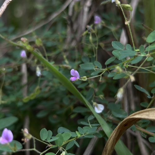 Desmodium microphyllum — photo