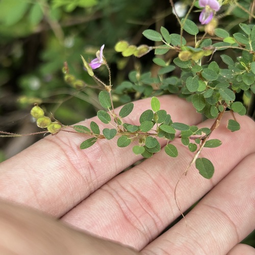 Desmodium microphyllum — photo