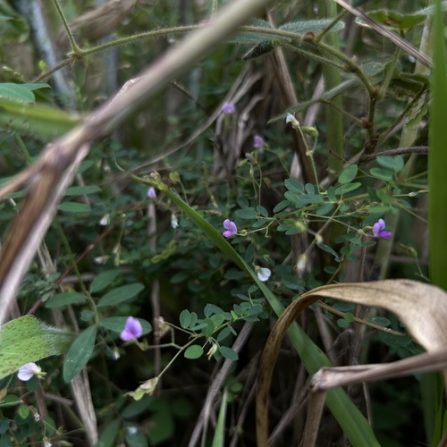 Desmodium microphyllum