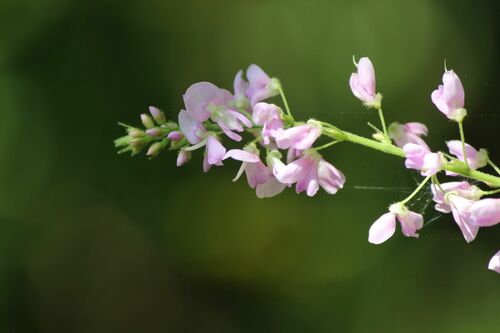 Desmodium oldhamii — photo