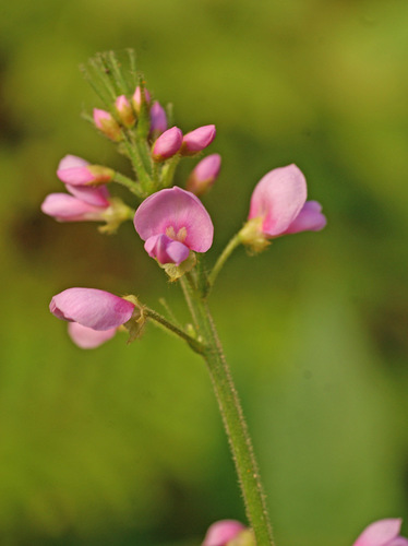 Desmodium oldhamii — photo