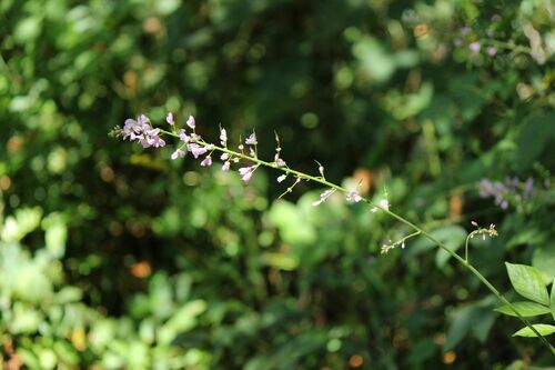 Desmodium oldhamii
