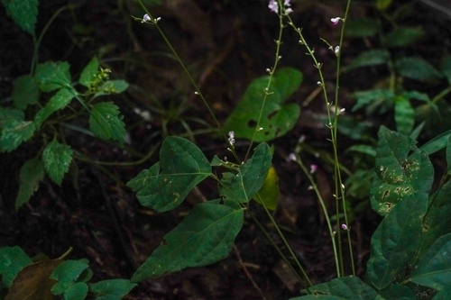 Desmodium podocarpum