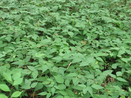 Desmodium podocarpum (Wild soybean) — photo