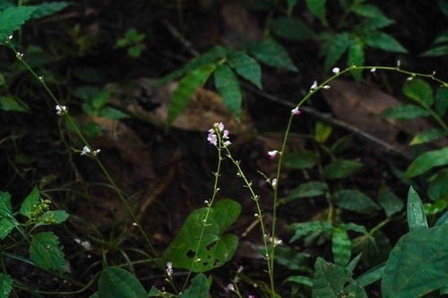 Desmodium podocarpum (Wild soybean) — photo