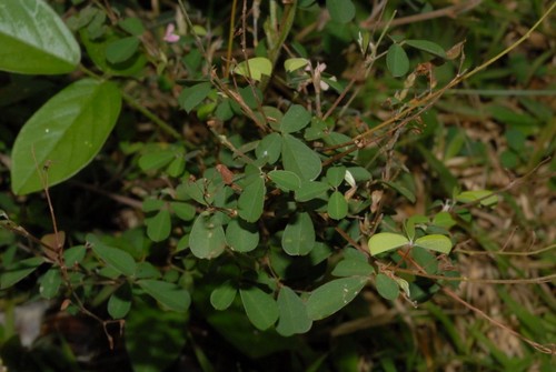 Desmodium ramosissimum — photo