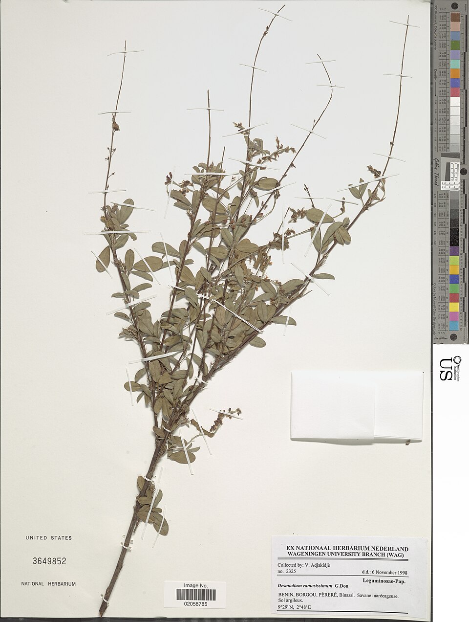Desmodium ramosissimum — photo