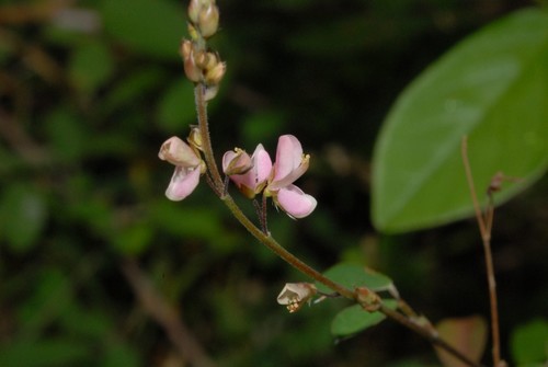 Desmodium ramosissimum