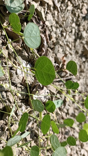 Desmodium renifolium — photo