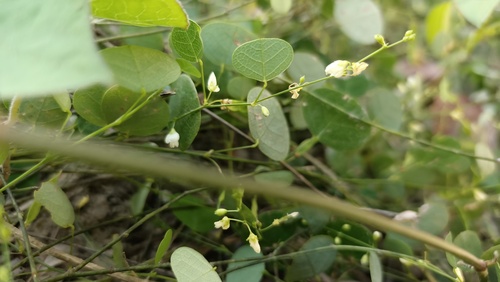Desmodium renifolium — photo
