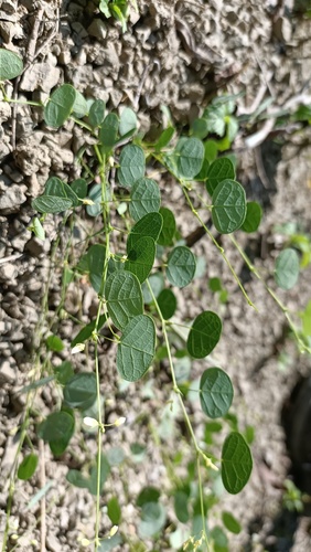 Desmodium renifolium