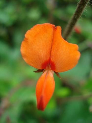 Desmodium repandum — photo