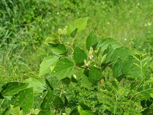 Desmodium sequax — photo