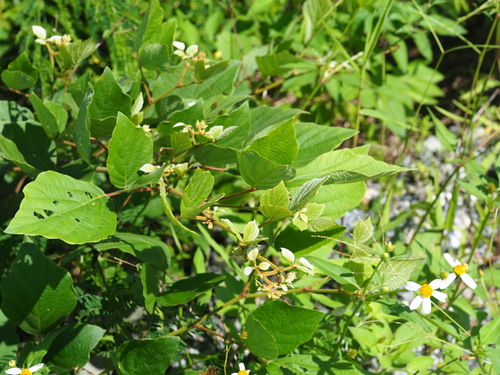 Desmodium sequax — photo