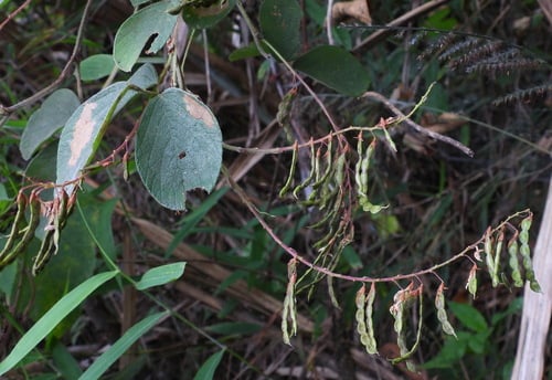 Desmodium sequax