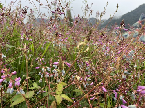 Desmodium sericophyllum — photo