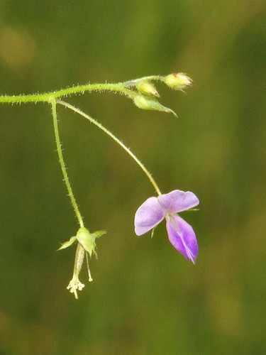 Desmodium setigerum — photo