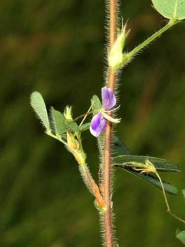 Desmodium setigerum — photo