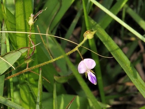 Desmodium setigerum