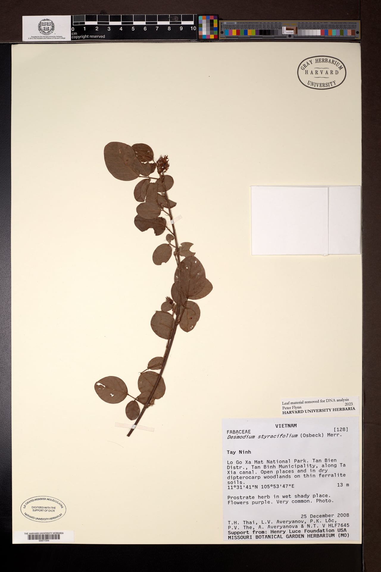 Desmodium styracifolium — photo