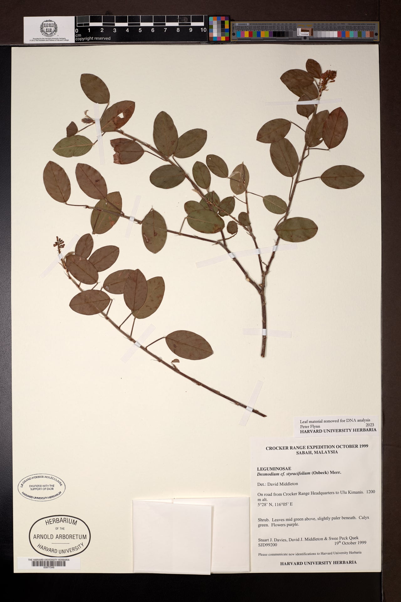 Desmodium styracifolium — photo