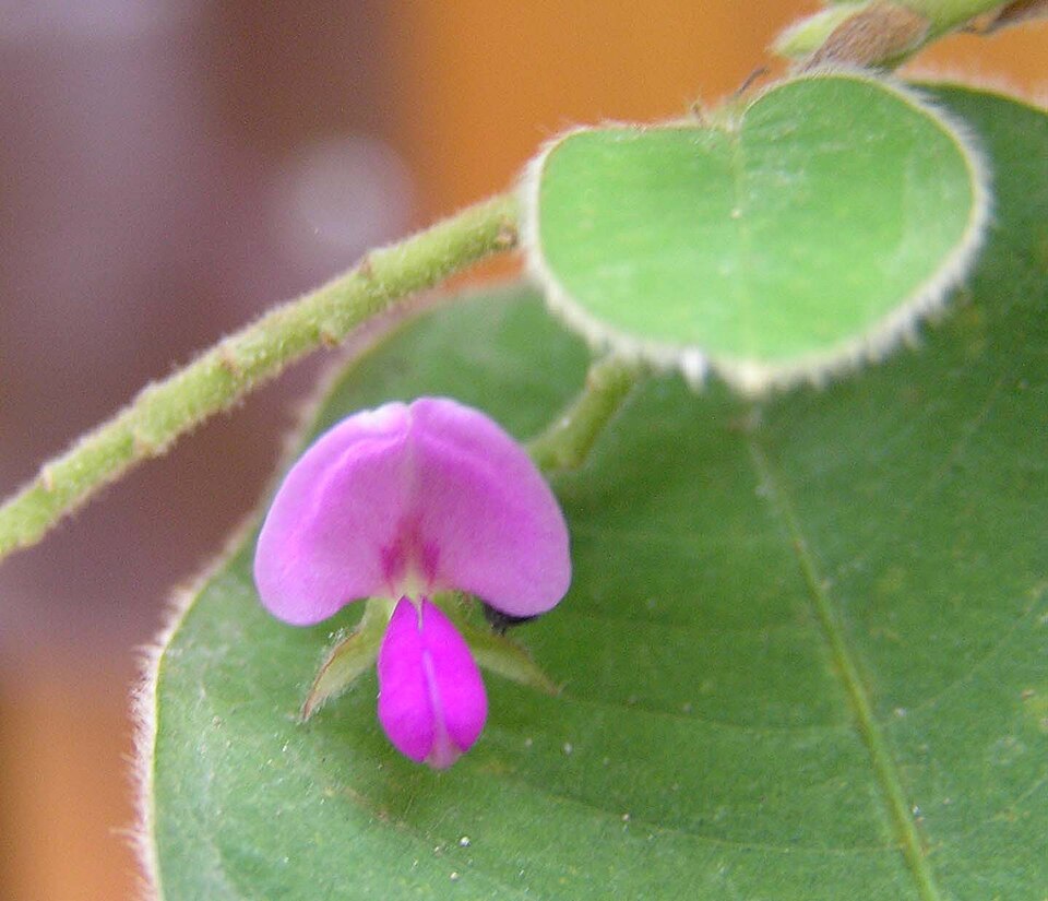 Desmodium styracifolium