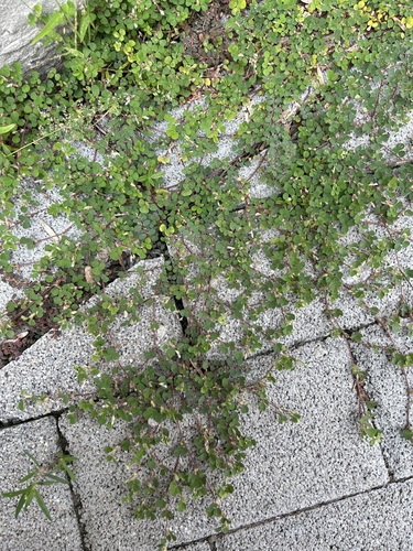 Desmodium triflorum (Three-flower beggarweed) — photo