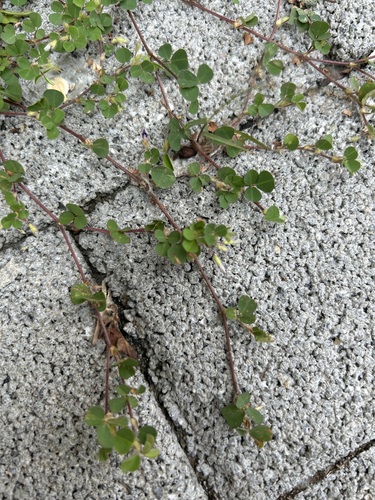 Desmodium triflorum (Three-flower beggarweed) — photo