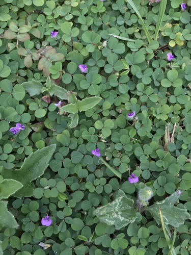 Desmodium triflorum