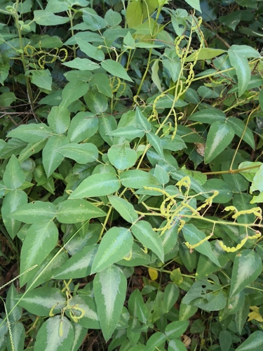 Desmodium uncinatum — photo