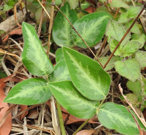 Desmodium uncinatum — photo