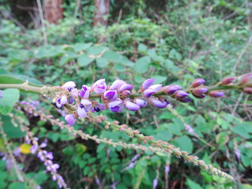 Desmodium velutinum — photo