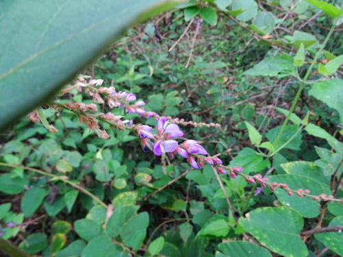 Desmodium velutinum — photo