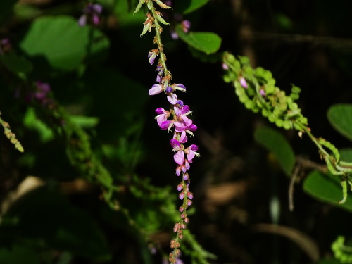 Desmodium velutinum