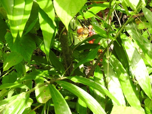 Desmoncus giganteus — photo
