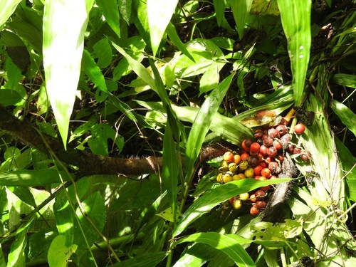 Desmoncus giganteus