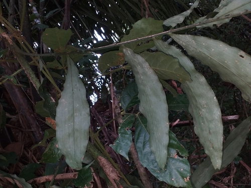 Desmoncus mitis — photo