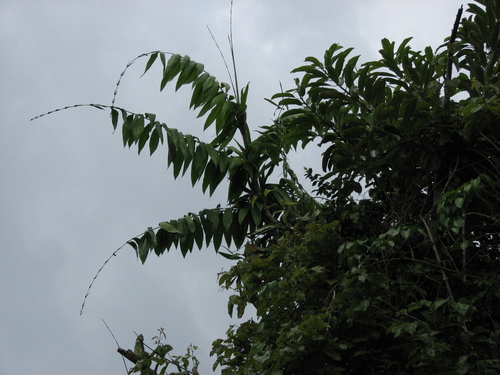 Desmoncus orthacanthos (Big kamwari) — photo