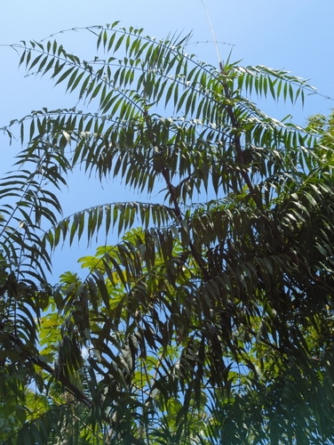 Desmoncus orthacanthos