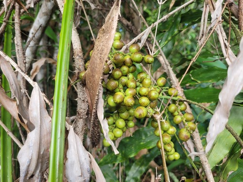 Desmoncus polyacanthos
