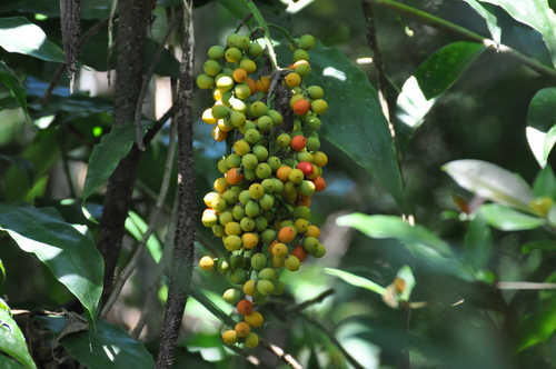Desmoncus polyacanthos (Kamwari) — photo