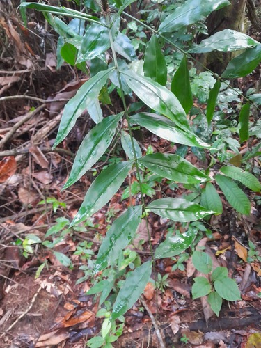 Desmoncus polyacanthos var. prunifer (Jacitara) — photo