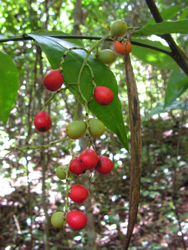 Desmoncus polyacanthos var. prunifer