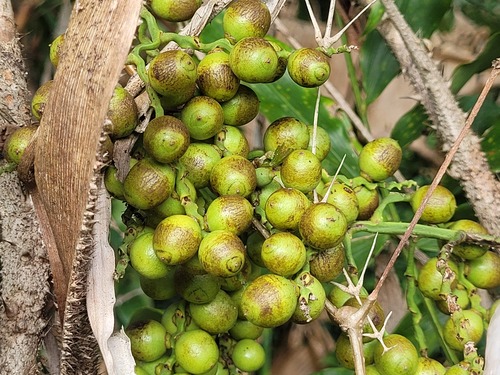 Desmoncus polyacanthos (Kamwari) — photo